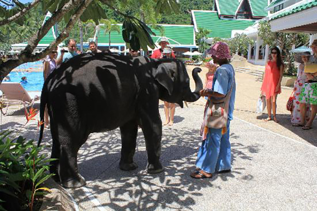 Baby Elephant Phuket